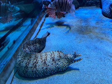 名古屋港水族館に投稿された画像（2022/1/16）