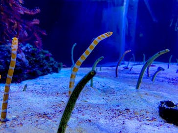 名古屋港水族館に投稿された画像（2022/1/16）