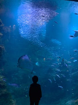 京都水族館に投稿された画像（2022/1/16）
