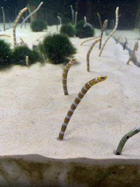 京都水族館に投稿された画像（2022/1/16）