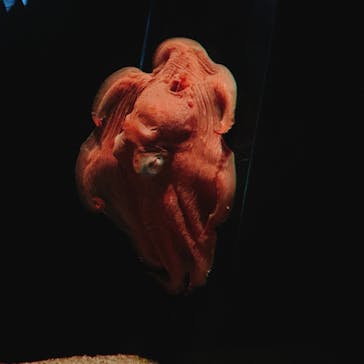 サンシャイン水族館に投稿された画像（2022/1/16）