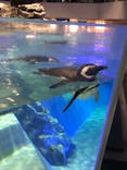 すみだ水族館に投稿された画像（2022/1/17）