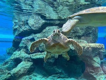 名古屋港水族館に投稿された画像（2022/1/16）