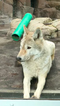 天王寺動物園に投稿された画像（2022/1/17）