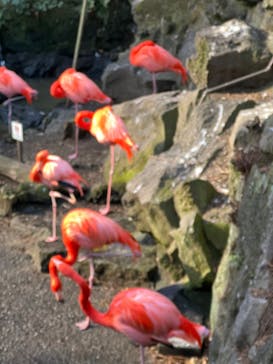 伊豆シャボテン動物公園に投稿された画像（2022/1/17）