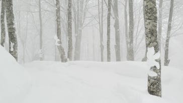 白馬岩岳スノーフィールドに投稿された画像（2022/1/17）