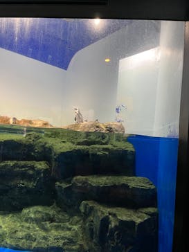 マクセル アクアパーク品川に投稿された画像（2022/1/17）