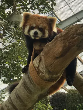 神戸どうぶつ王国に投稿された画像（2022/1/17）