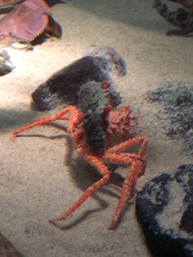 新江ノ島水族館に投稿された画像（2022/1/17）