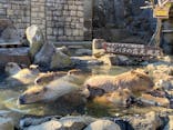 伊豆シャボテン動物公園に投稿された画像（2022/1/17）