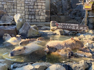 伊豆シャボテン動物公園に投稿された画像（2022/1/17）