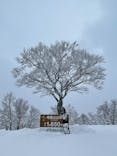 野沢温泉スキー場に投稿された画像（2022/1/17）