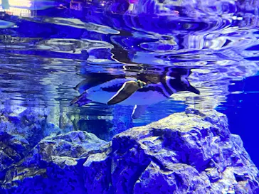 すみだ水族館に投稿された画像（2022/1/17）