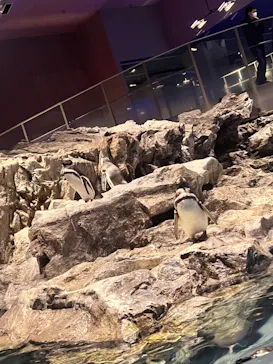 すみだ水族館に投稿された画像（2022/1/17）