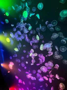 すみだ水族館に投稿された画像（2022/1/17）