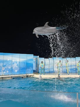 新江ノ島水族館に投稿された画像（2022/1/17）