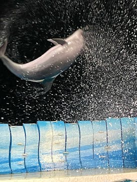 新江ノ島水族館に投稿された画像（2022/1/17）