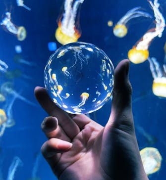 新江ノ島水族館に投稿された画像（2022/1/17）