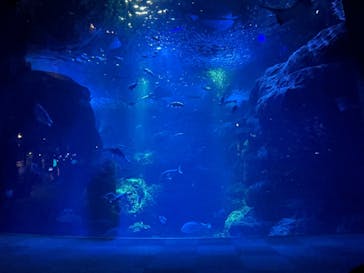 新江ノ島水族館に投稿された画像（2022/1/17）