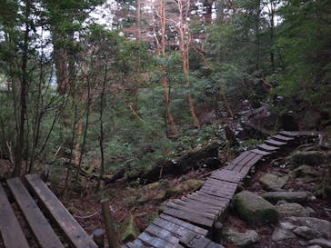 屋久島ガイド21EC-Kに投稿された画像（2022/1/17）