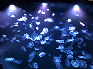 すみだ水族館に投稿された画像（2022/1/18）