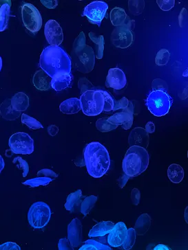 すみだ水族館に投稿された画像（2022/1/18）