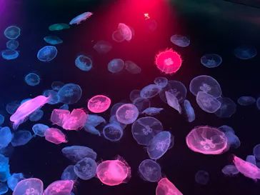 すみだ水族館に投稿された画像（2022/1/18）