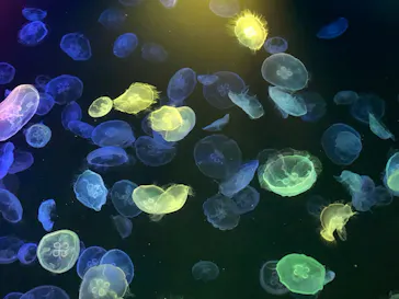 すみだ水族館に投稿された画像（2022/1/18）