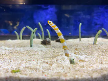 すみだ水族館に投稿された画像（2022/1/18）