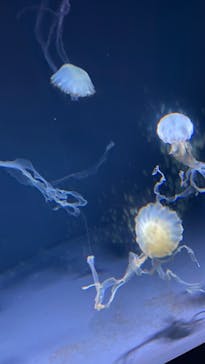 サンシャイン水族館に投稿された画像（2022/1/18）