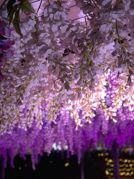 東京メガイルミに投稿された画像（2022/1/18）