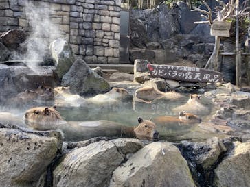 伊豆シャボテン動物公園に投稿された画像（2022/1/18）