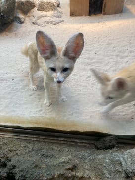 伊豆シャボテン動物公園に投稿された画像（2022/1/18）