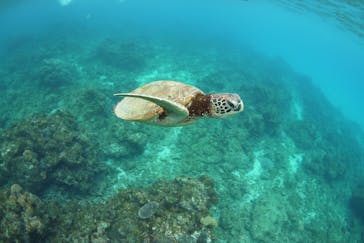 屋久島ガイドクラブに投稿された画像（2022/1/18）