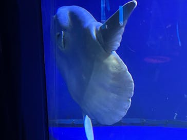 サンシャイン水族館に投稿された画像（2022/1/18）
