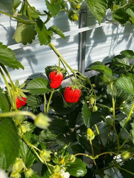 井上寅雄農園に投稿された画像（2022/1/19）