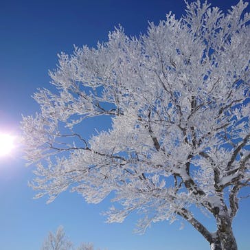 野沢温泉スキー場に投稿された画像（2022/1/19）