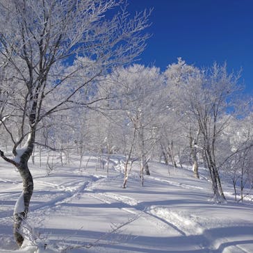 野沢温泉スキー場に投稿された画像（2022/1/19）