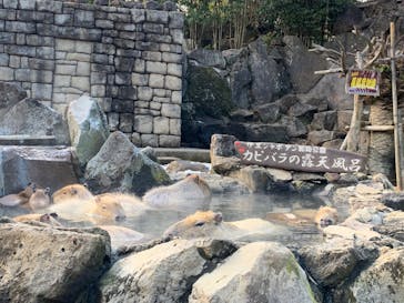 伊豆シャボテン動物公園に投稿された画像（2022/1/19）
