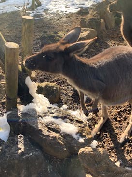 伊豆シャボテン動物公園に投稿された画像（2022/1/19）