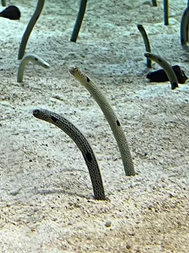 すみだ水族館に投稿された画像（2022/1/20）