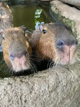 神戸どうぶつ王国に投稿された画像（2022/1/20）