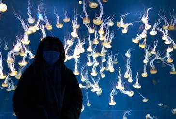 新江ノ島水族館に投稿された画像（2022/1/20）