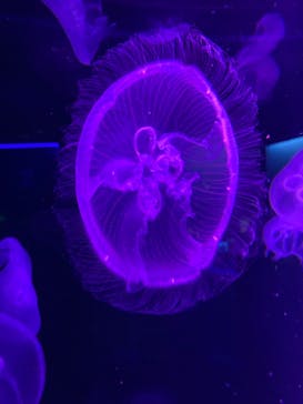 京都水族館に投稿された画像（2022/1/20）