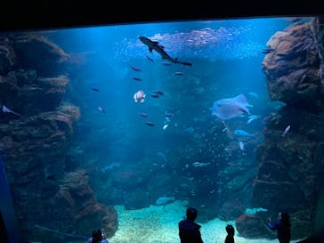 京都水族館に投稿された画像（2022/1/20）