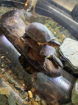 京都水族館に投稿された画像（2022/1/20）