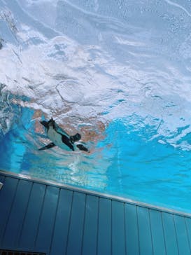 サンシャイン水族館に投稿された画像（2022/1/21）