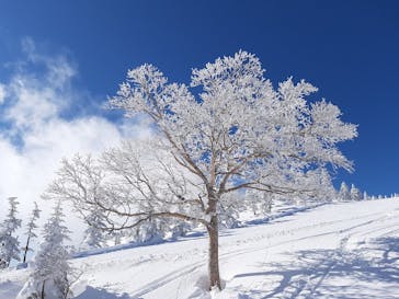 横手山・渋峠スキー場に投稿された画像（2022/1/21）