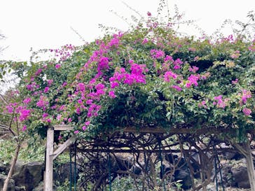 ニューヨークランプミュージアム＆フラワーガーデンに投稿された画像（2022/1/21）