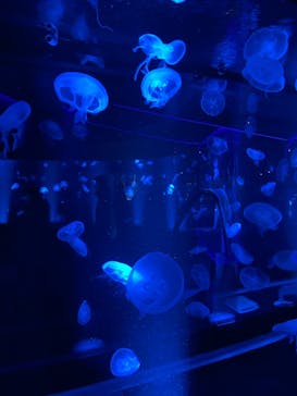 京都水族館に投稿された画像（2022/1/21）